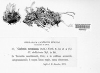 Cladonia acuminata image